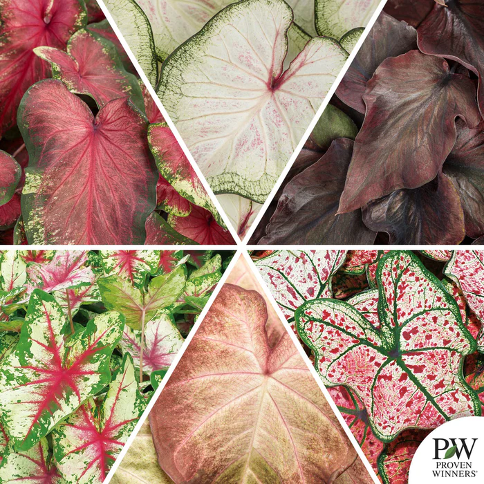 Caladium Heart to Heart Series