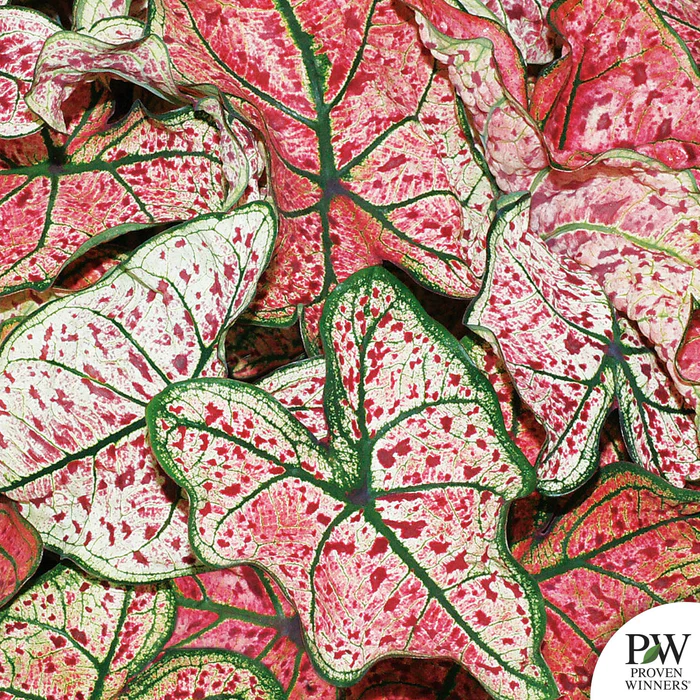 Caladium Heart to Heart Series