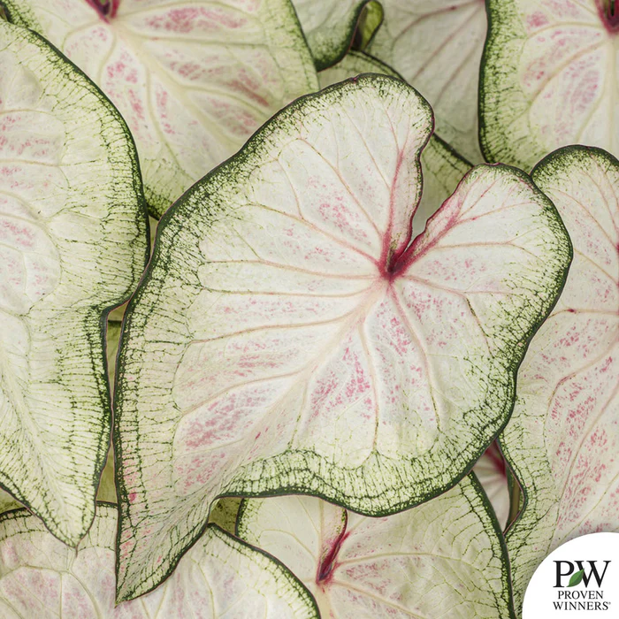 Caladium Heart to Heart Series
