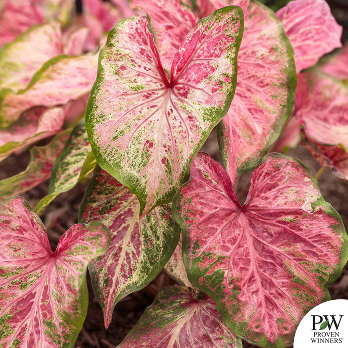 Caladium Heart to Heart Series