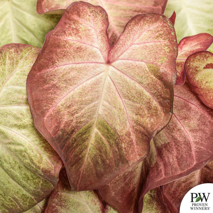 Caladium Heart to Heart Series