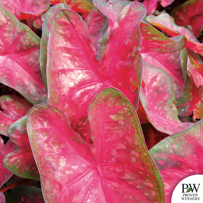 Caladium Heart to Heart Series