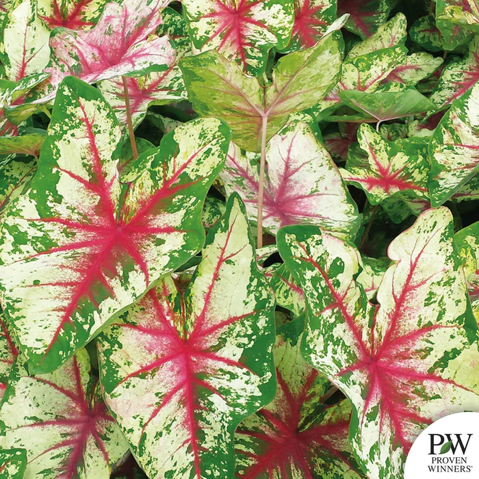 Caladium Heart to Heart Series