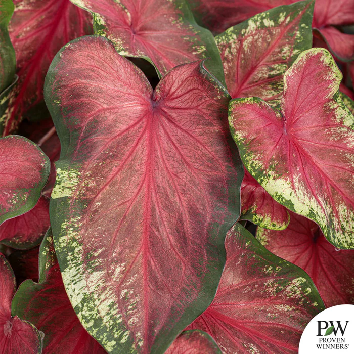 Caladium Heart to Heart Series