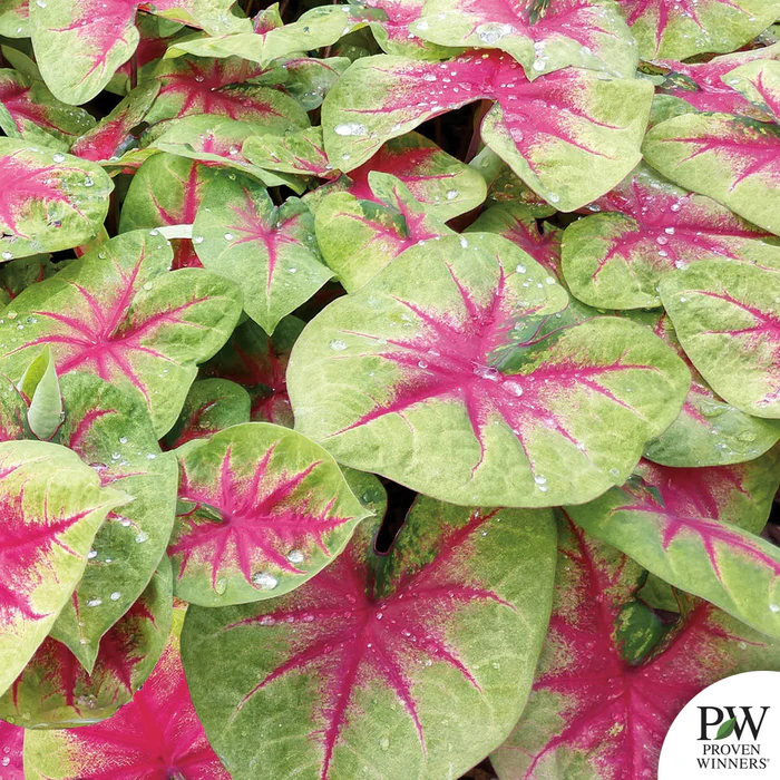 Caladium Heart to Heart Series