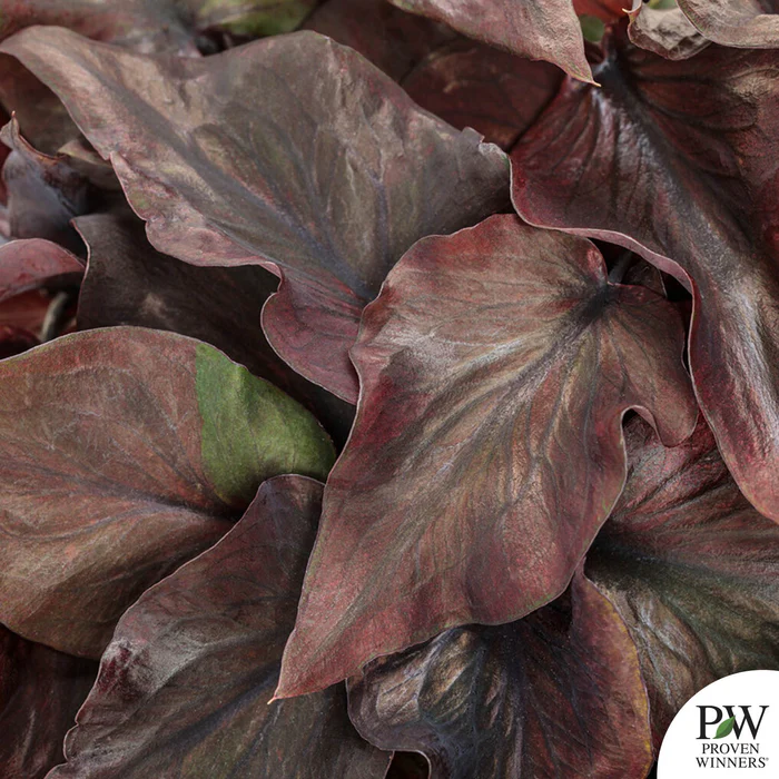 Caladium Heart to Heart Series