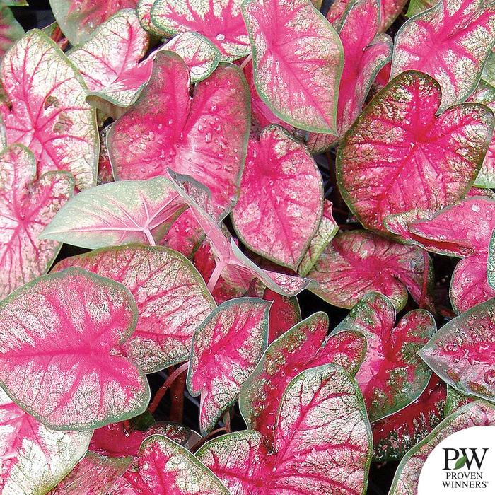 Caladium Heart to Heart Series