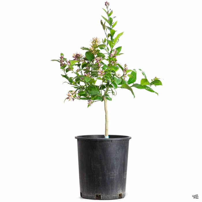 Lemon 'Improved Meyer', Standard