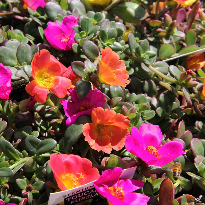 3738-purslane-1.webp Purslane