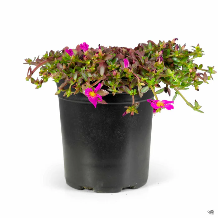 3738-purslane-10.webp Purslane