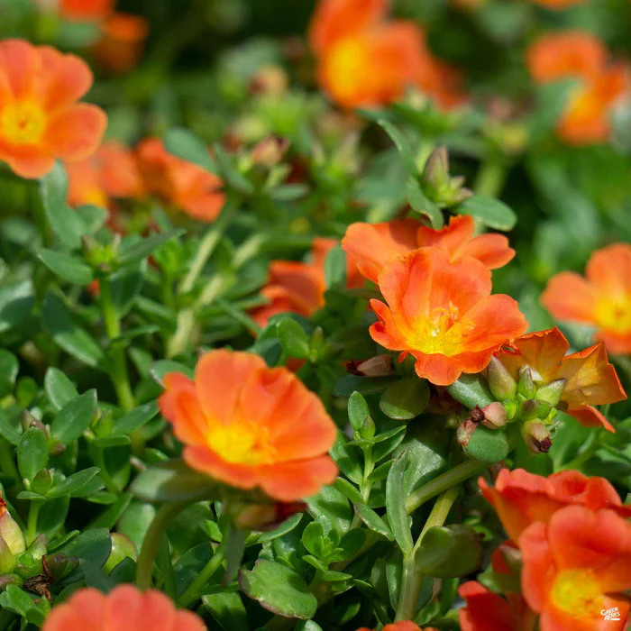 3738-purslane-2.webp Purslane