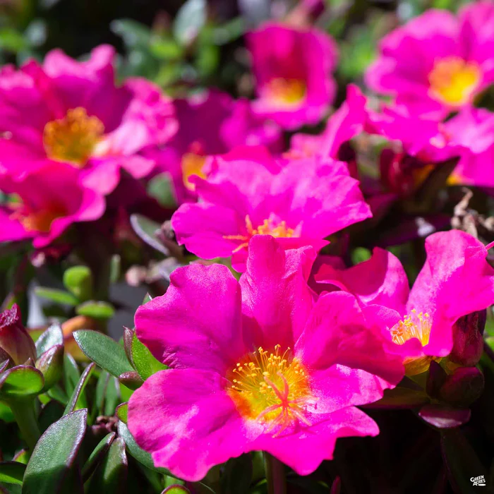 3738-purslane-3.webp Purslane