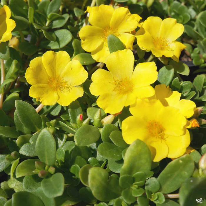3738-purslane-4.webp Purslane
