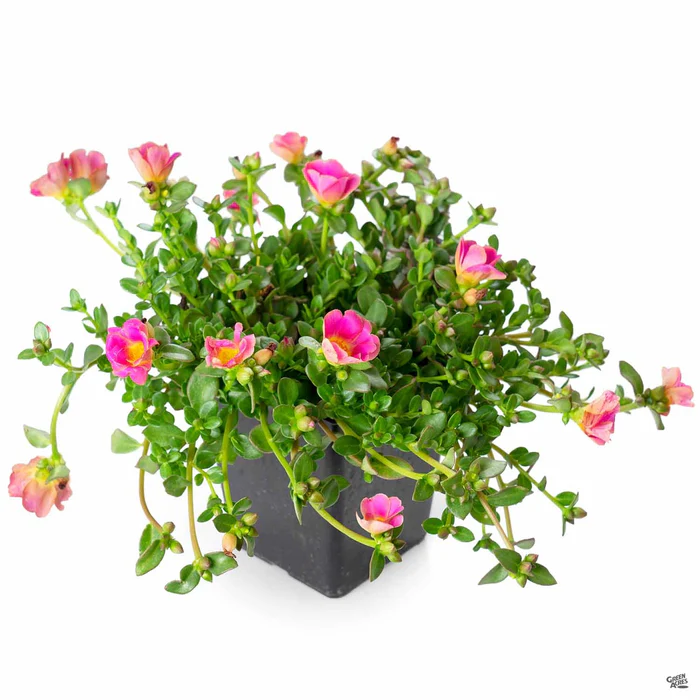 3738-purslane-5.webp Purslane