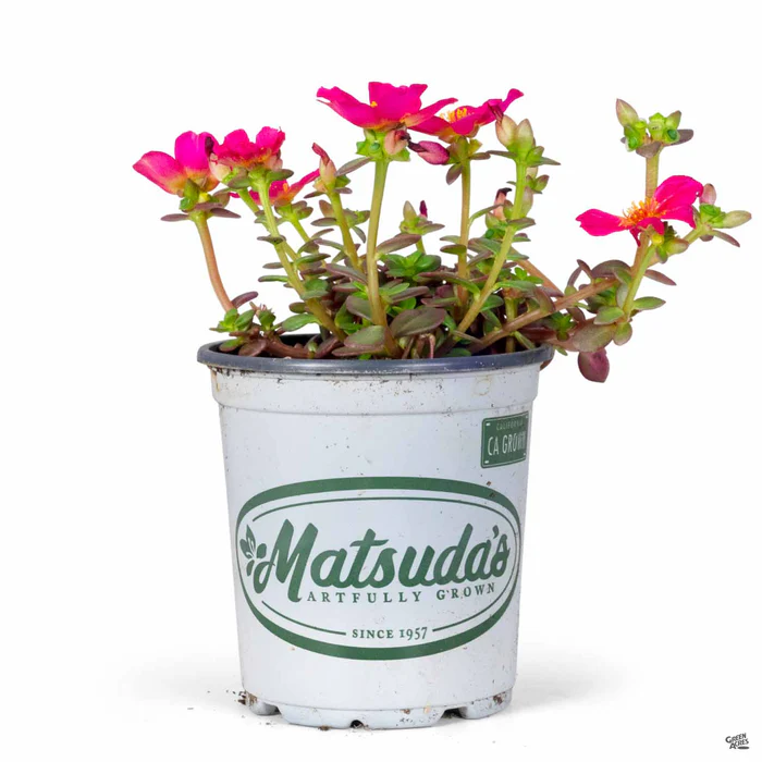 3738-purslane-6.webp Purslane