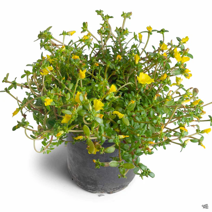 3738-purslane-7.webp Purslane