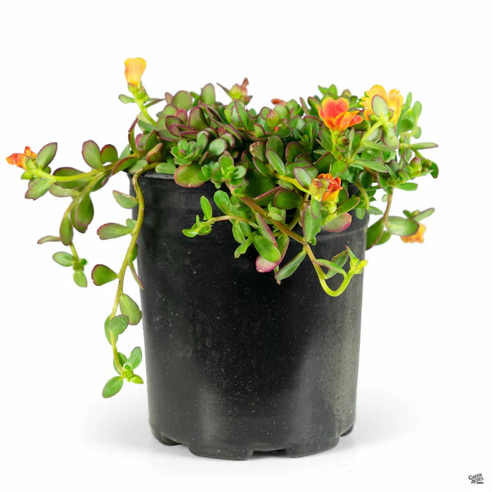 3738-purslane-8.webp Purslane