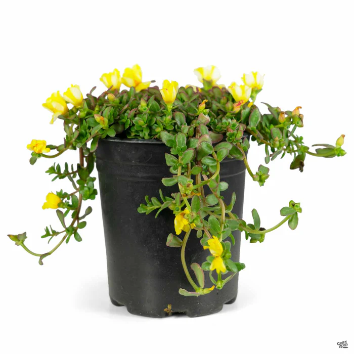 3738-purslane-9.webp Purslane
