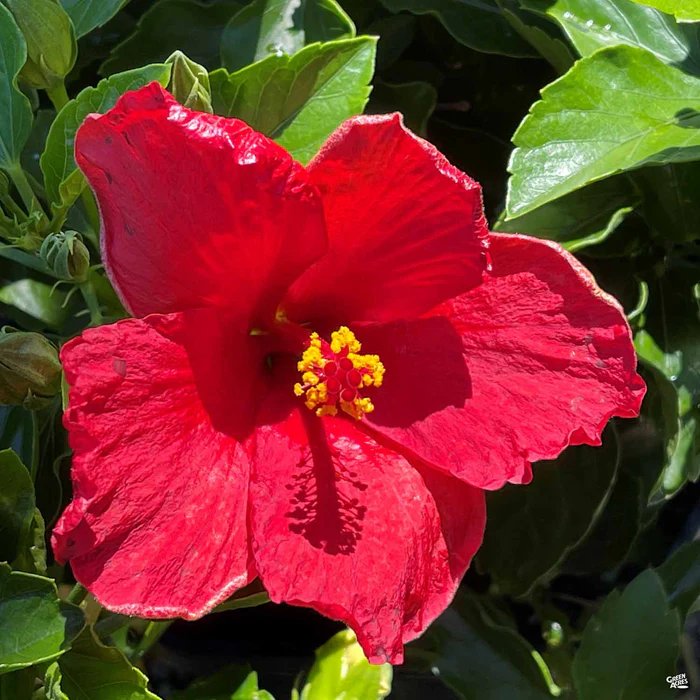 Hollywood Series Tropical Hibiscus