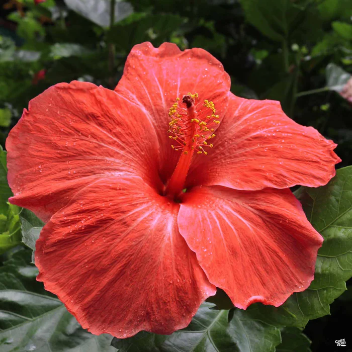 Hollywood Series Tropical Hibiscus