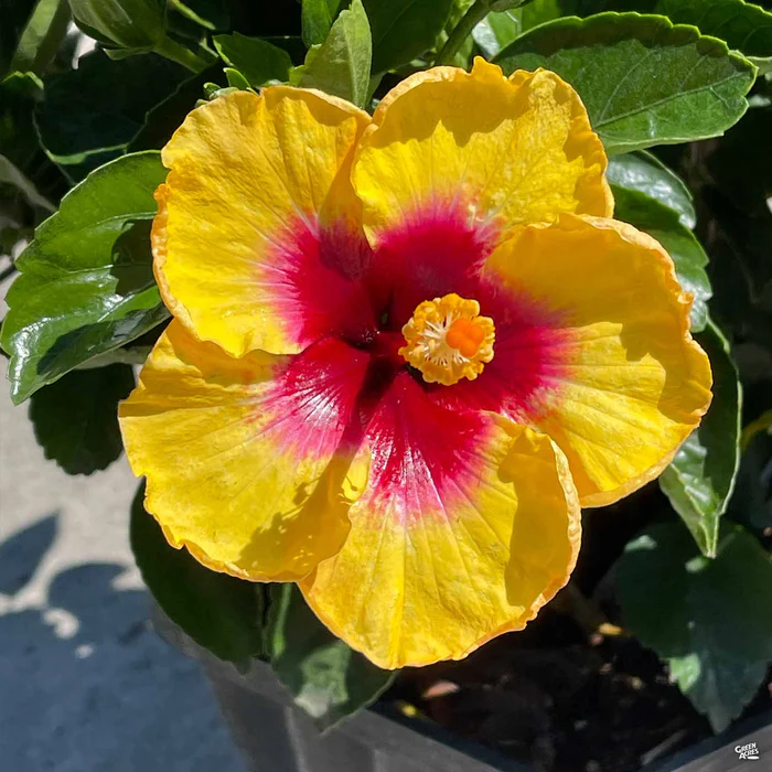 Hollywood Series Tropical Hibiscus