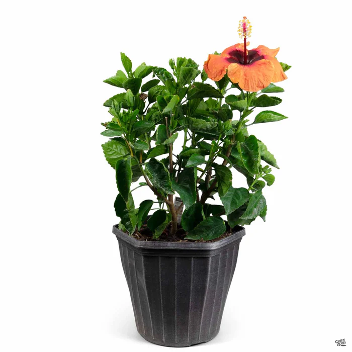 Hollywood Series Tropical Hibiscus