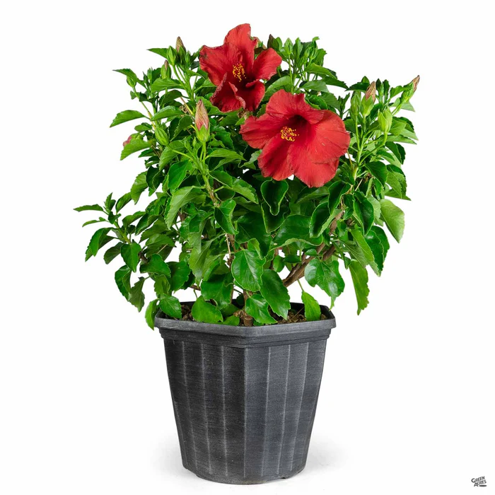 Hollywood Series Tropical Hibiscus