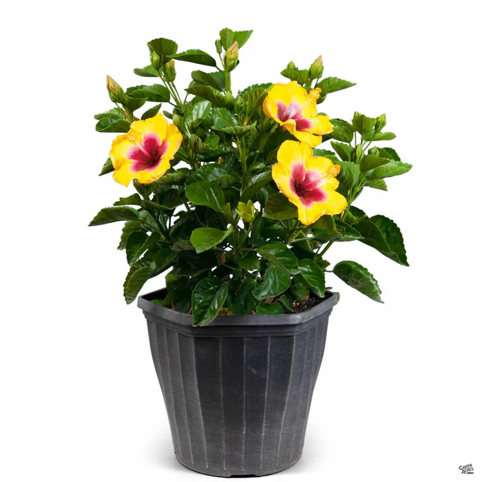 Hollywood Series Tropical Hibiscus