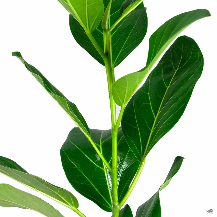 Ficus 'Audrey'