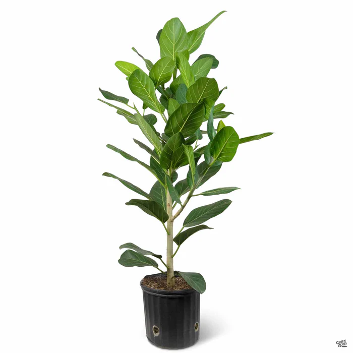 Ficus 'Audrey'