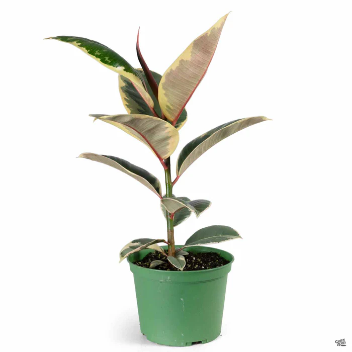 Variegated Rubber Plant