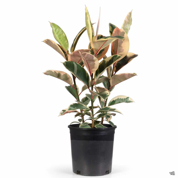 Variegated Rubber Plant