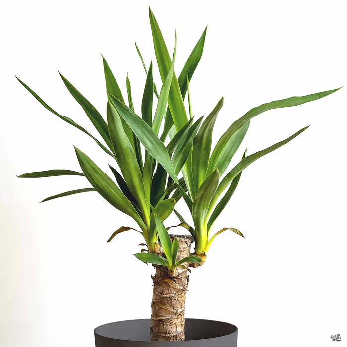 3752-giant-yucca-cane-1.webp Giant Yucca Cane