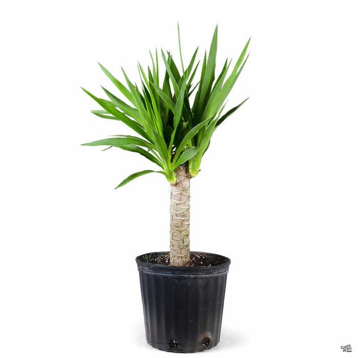 3752-giant-yucca-cane-2.webp Giant Yucca Cane