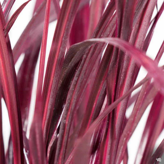 Festival Burgundy Cordyline