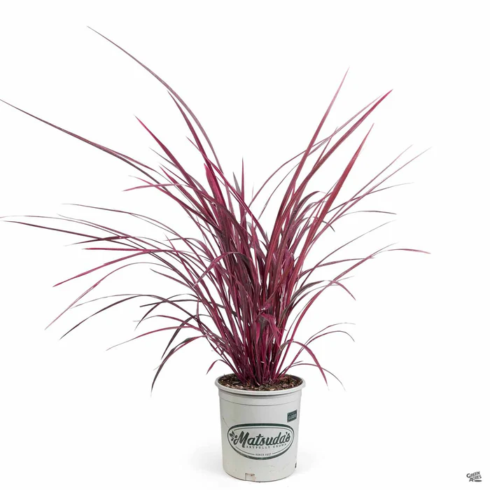 Festival Burgundy Cordyline