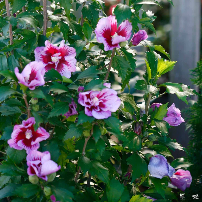 3755-purple-pillar-rose-of-sharon-1.webp Purple Pillar Rose of Sharon
