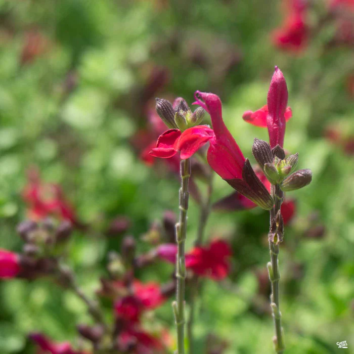 376-autumn-sage-1.webp Autumn Sage