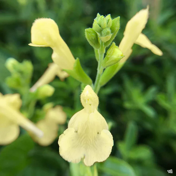 376-autumn-sage-2.webp Autumn Sage