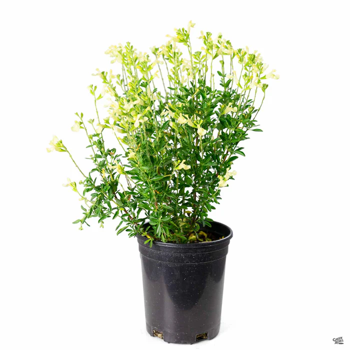 376-autumn-sage-3.webp Autumn Sage
