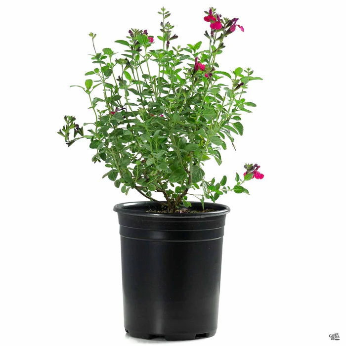 376-autumn-sage-4.webp Autumn Sage