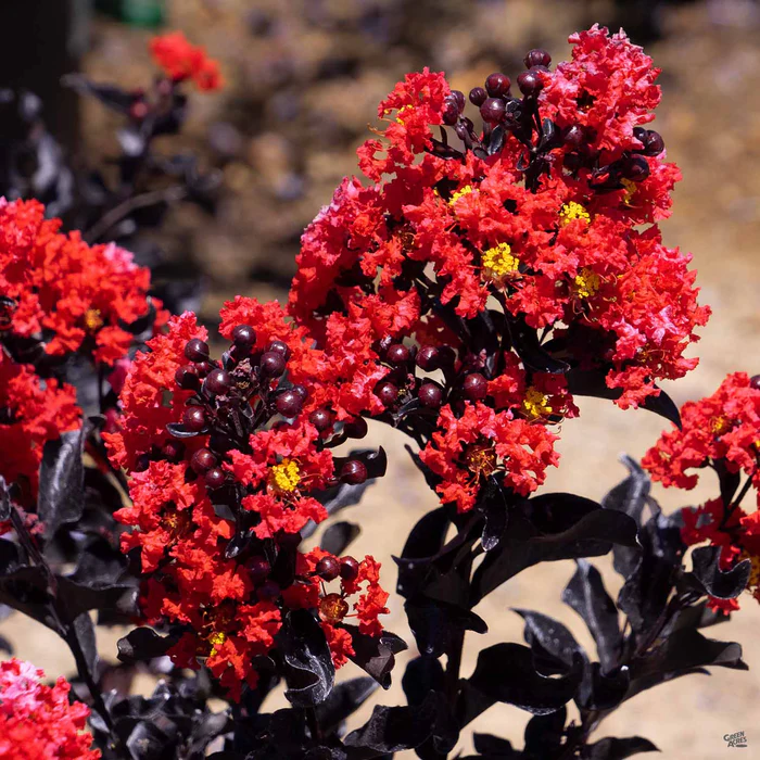 3760-center-stage-red-crape-myrtle-1.webp Center Stage Red Crape Myrtle