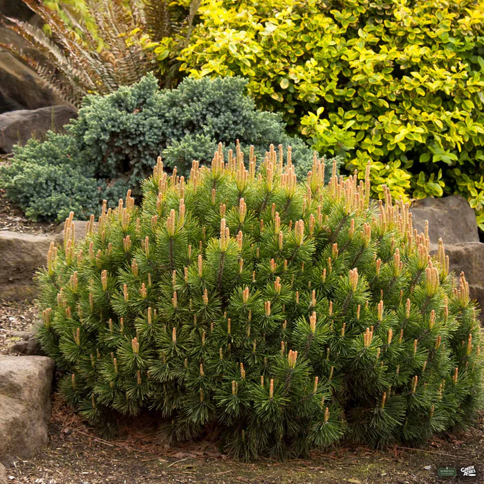 3761-dwarf-mugo-pine-monrovia-1.webp Dwarf Mugo Pine | Monrovia