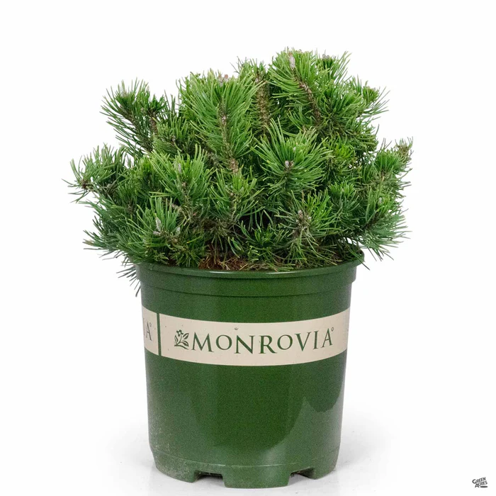 3761-dwarf-mugo-pine-monrovia-2.webp Dwarf Mugo Pine | Monrovia