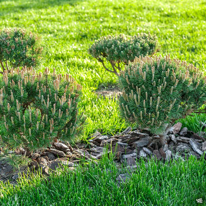 3761-dwarf-mugo-pine-monrovia-3.webp Dwarf Mugo Pine | Monrovia