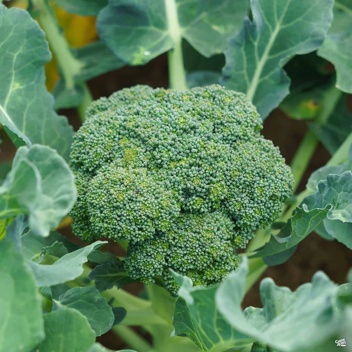 Broccoli 'Green Comet'