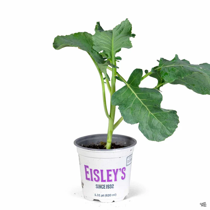 Broccoli 'Green Comet'