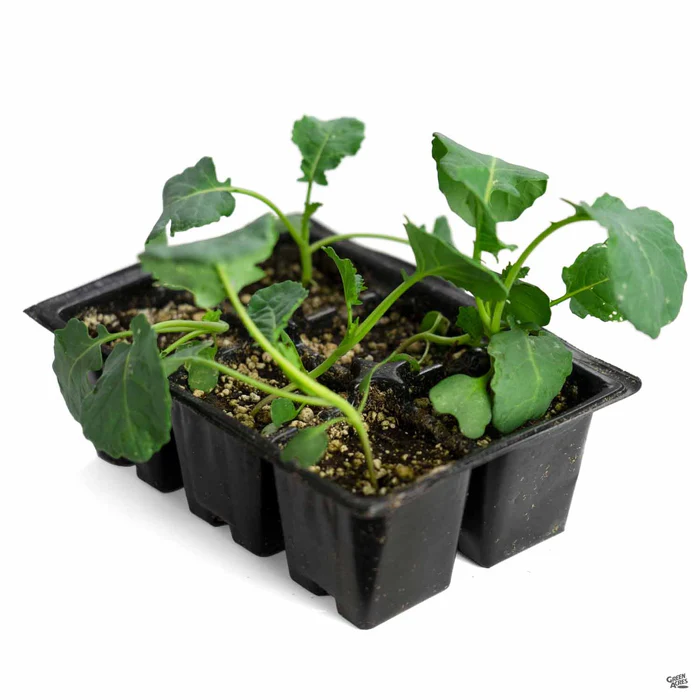 Broccoli 'Green Comet'