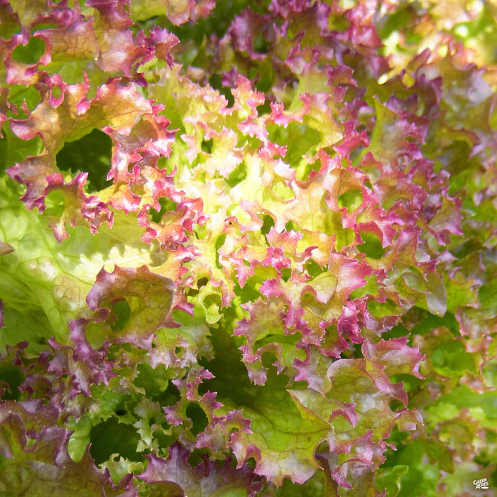 3769-lettuce-red-sails-1.webp Lettuce 'Red Sails'