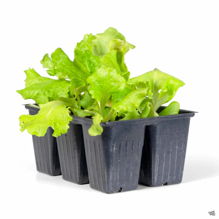 3769-lettuce-red-sails-2.webp Lettuce 'Red Sails'